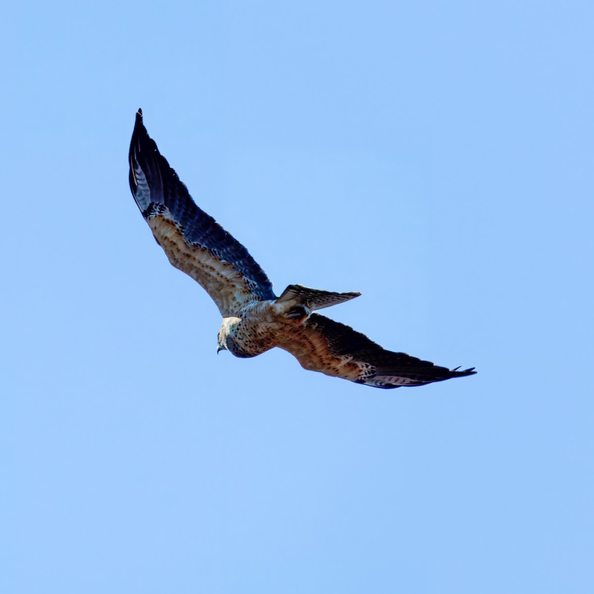 Swainson's Hawk - ML629237276