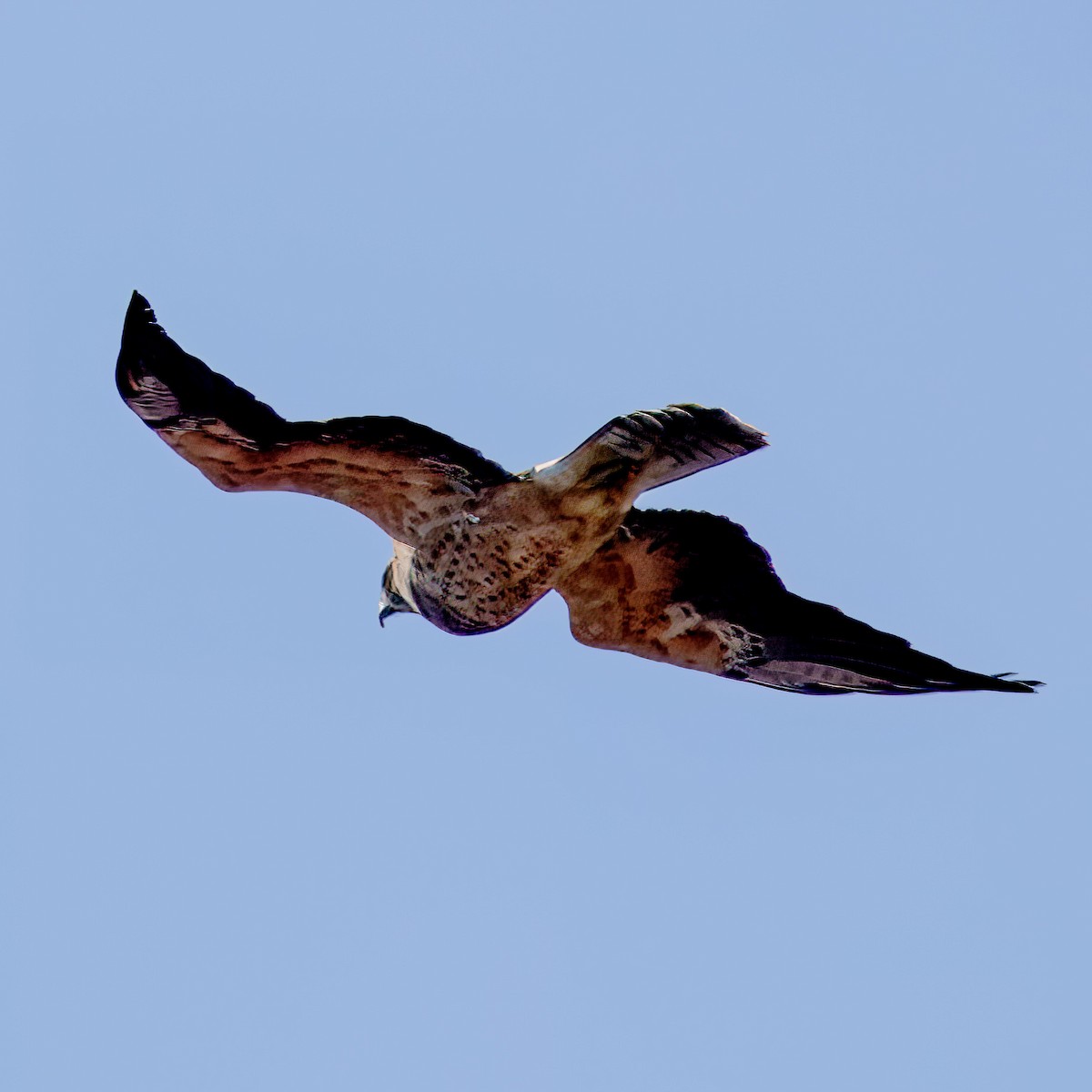 Swainson's Hawk - ML629237284