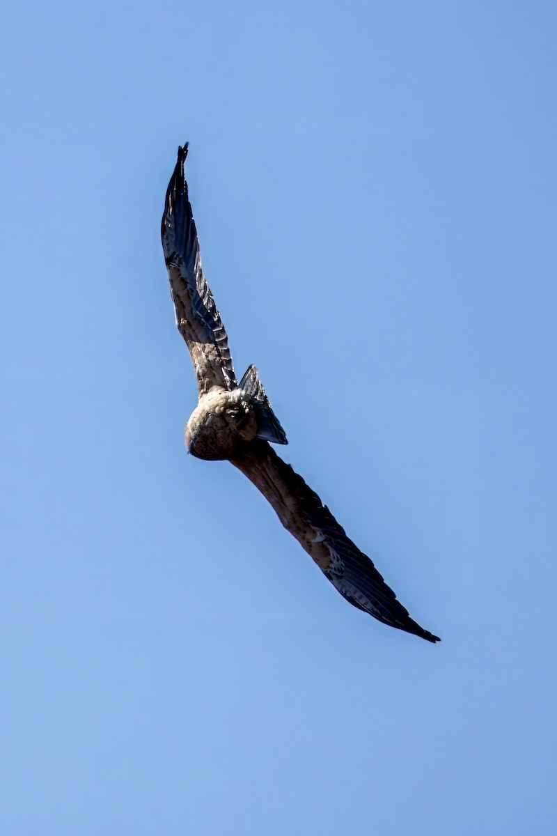 Swainson's Hawk - ML629237285