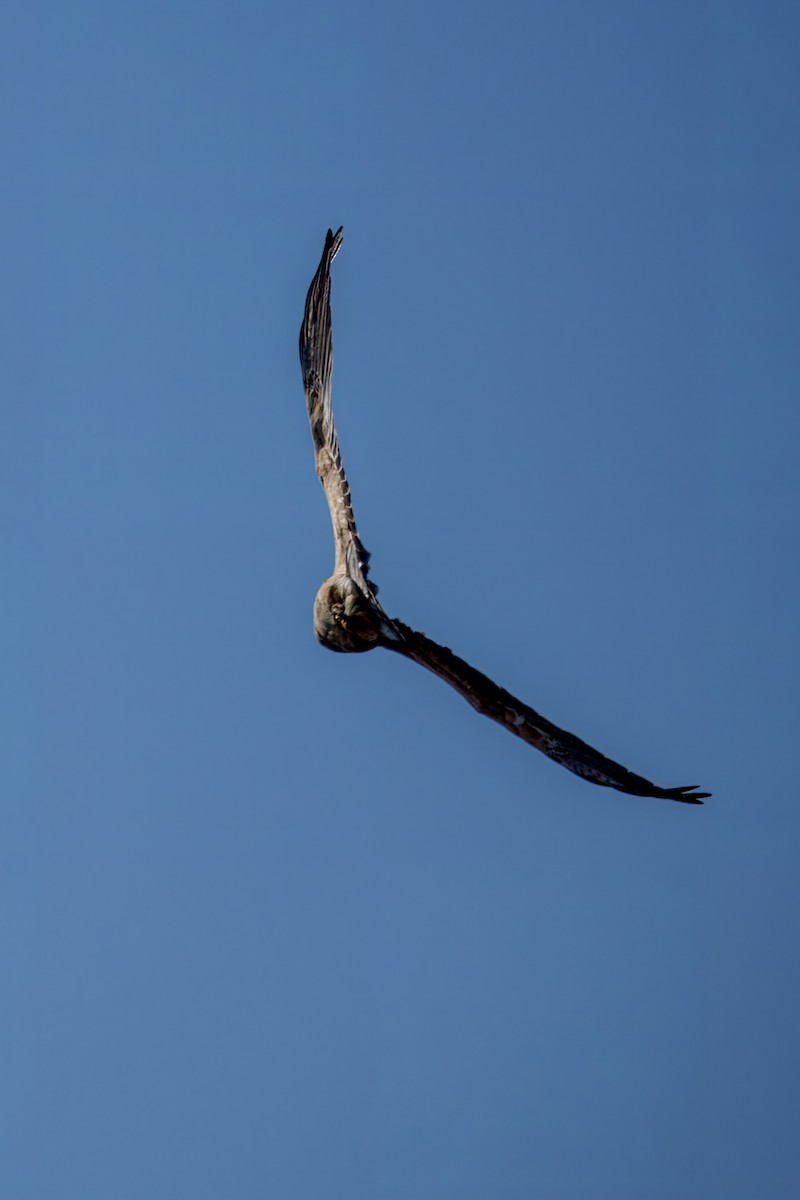 Swainson's Hawk - ML629237286