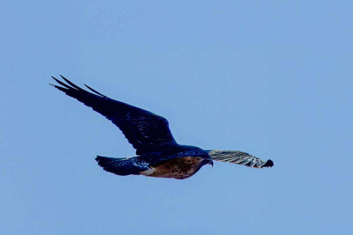 Swainson's Hawk - ML629237289