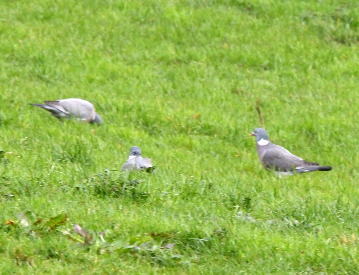 Common Wood-Pigeon (White-necked) - ML629237417