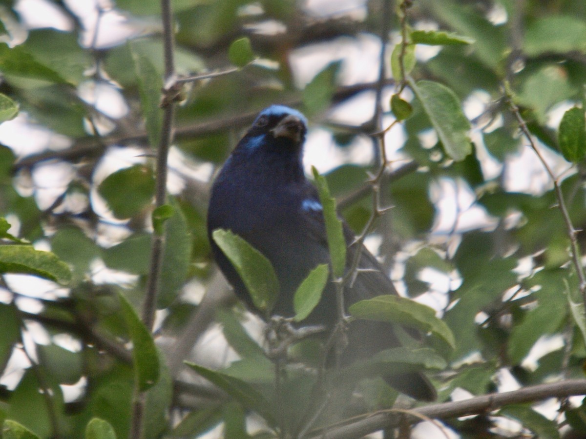 Blue Bunting - ML629237504