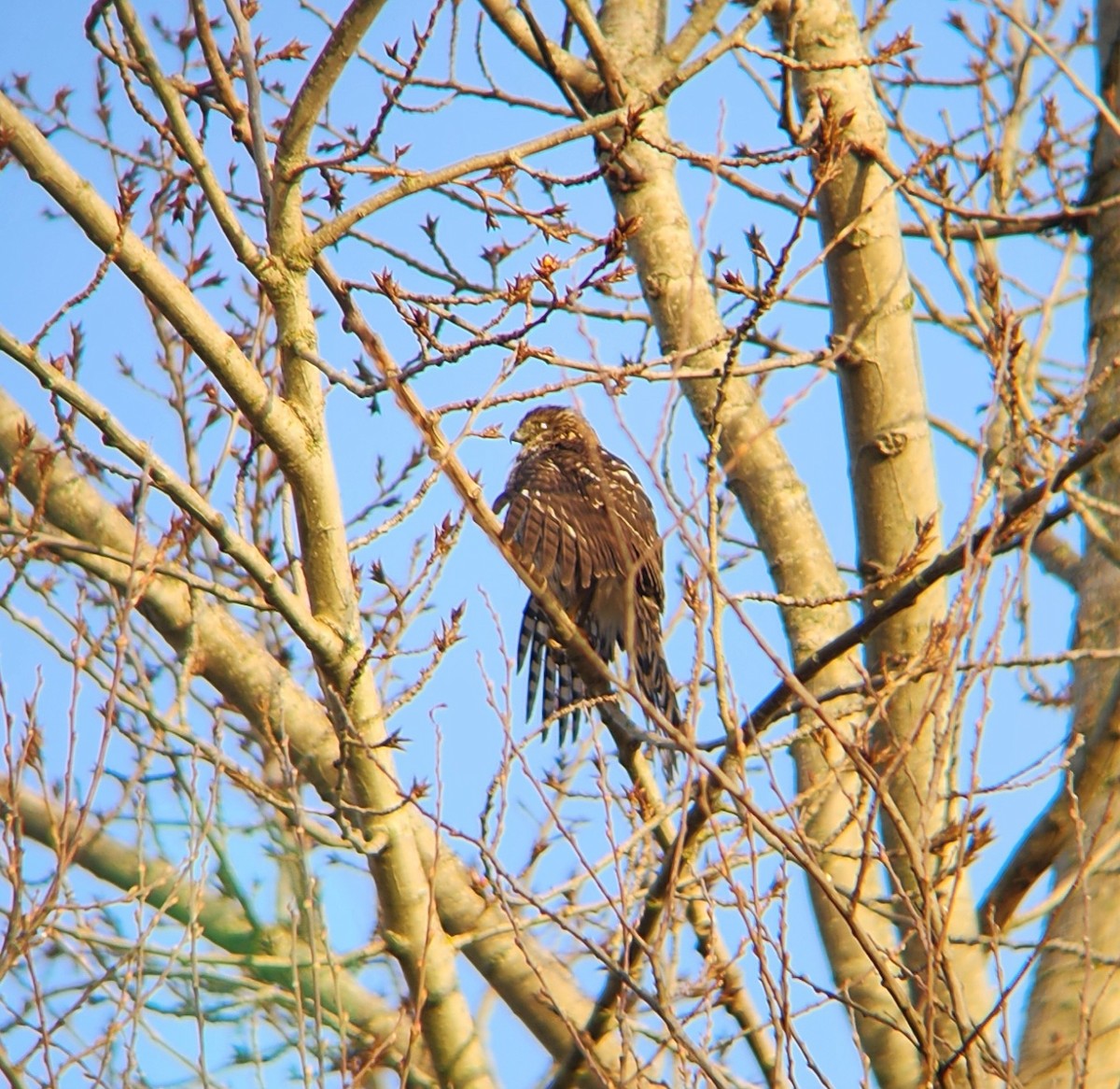 Cooper's Hawk - ML629237576