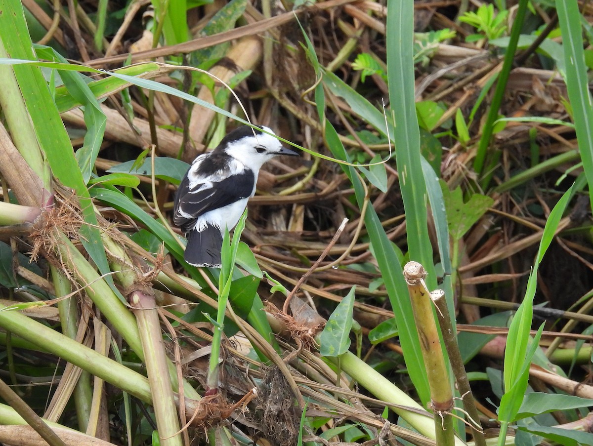 Pied Water-Tyrant - ML629237582