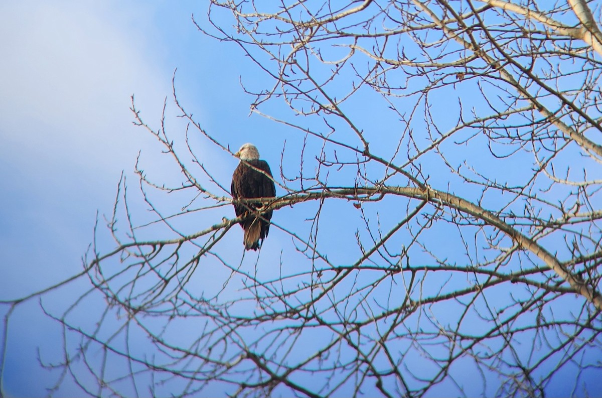 Bald Eagle - ML629237598