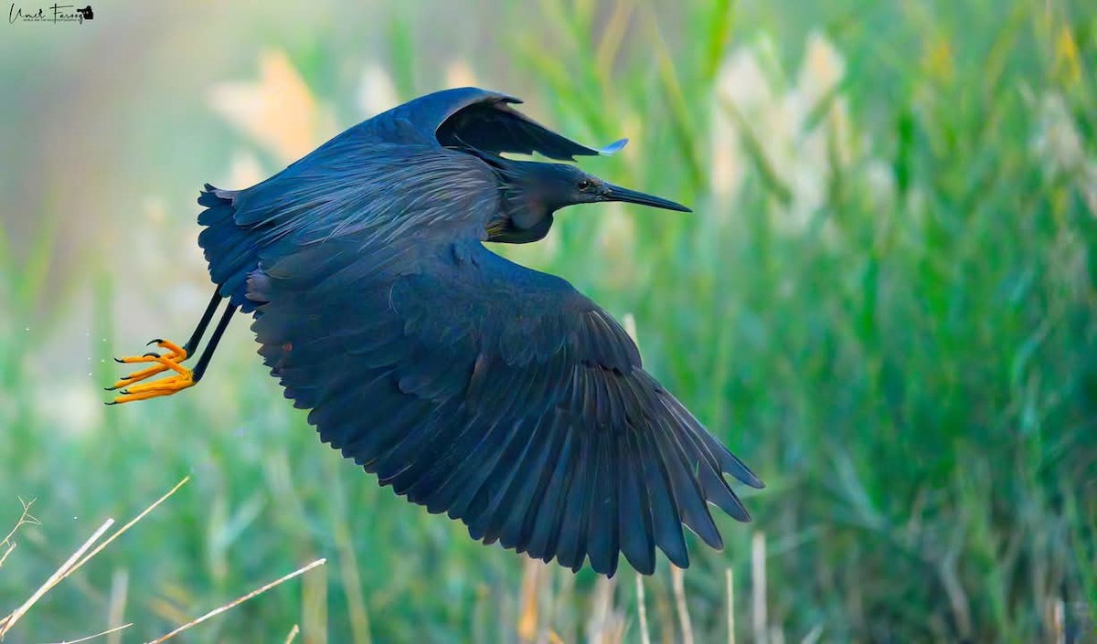 volavka černá - ML629237812