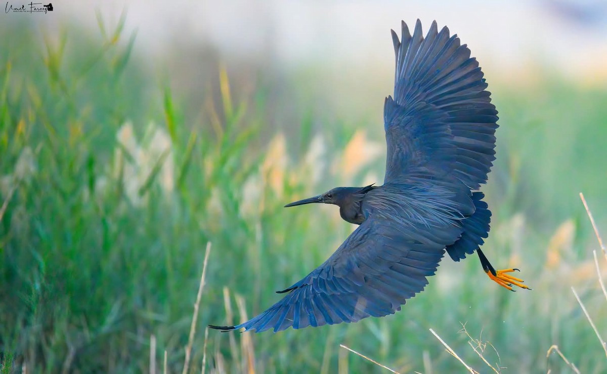 volavka černá - ML629237813