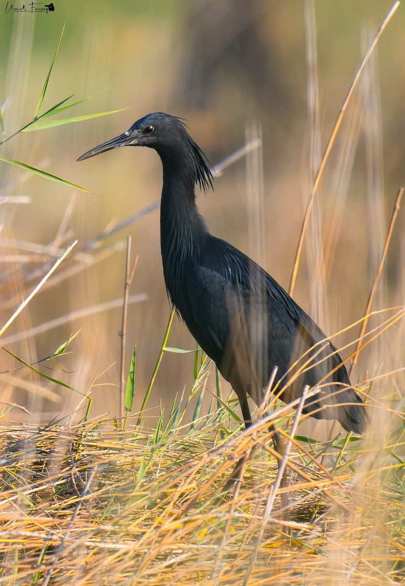 volavka černá - ML629237814