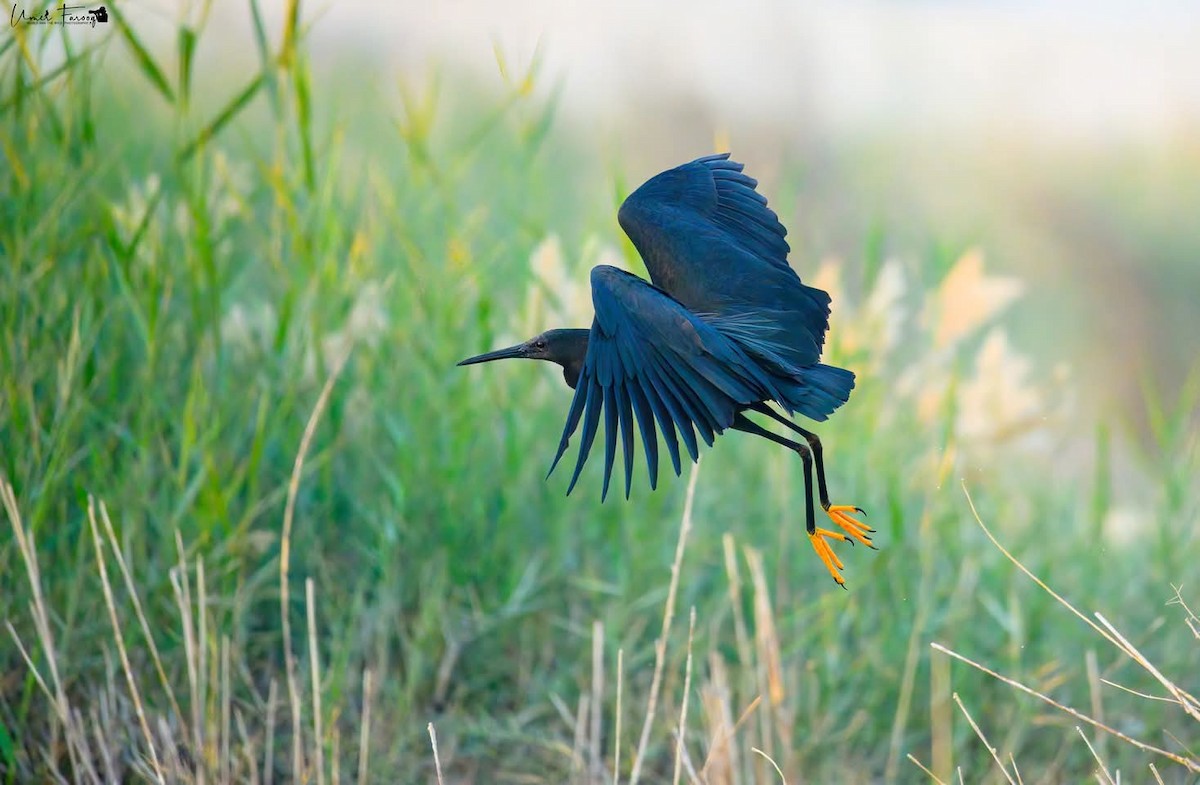 volavka černá - ML629237815