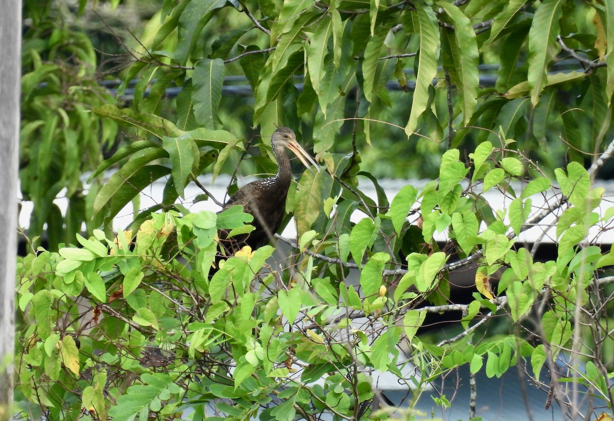 Limpkin - ML629237906