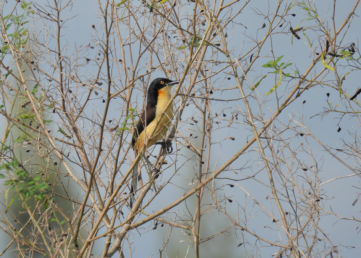Black-capped Donacobius - ML629237976