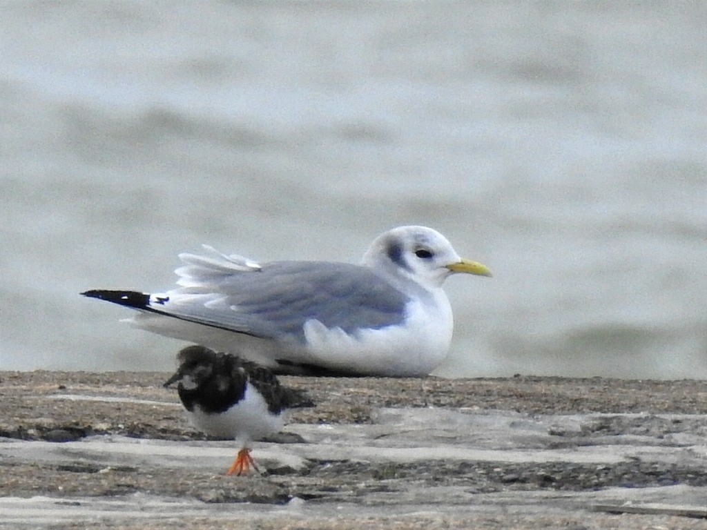 Black-legged Kittiwake - ML629238047