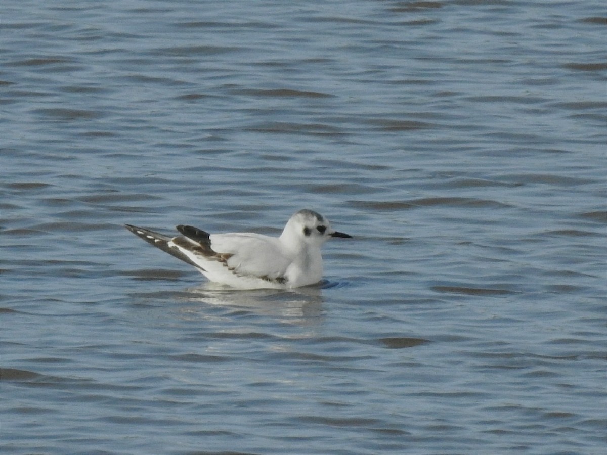 Little Gull - ML629238111