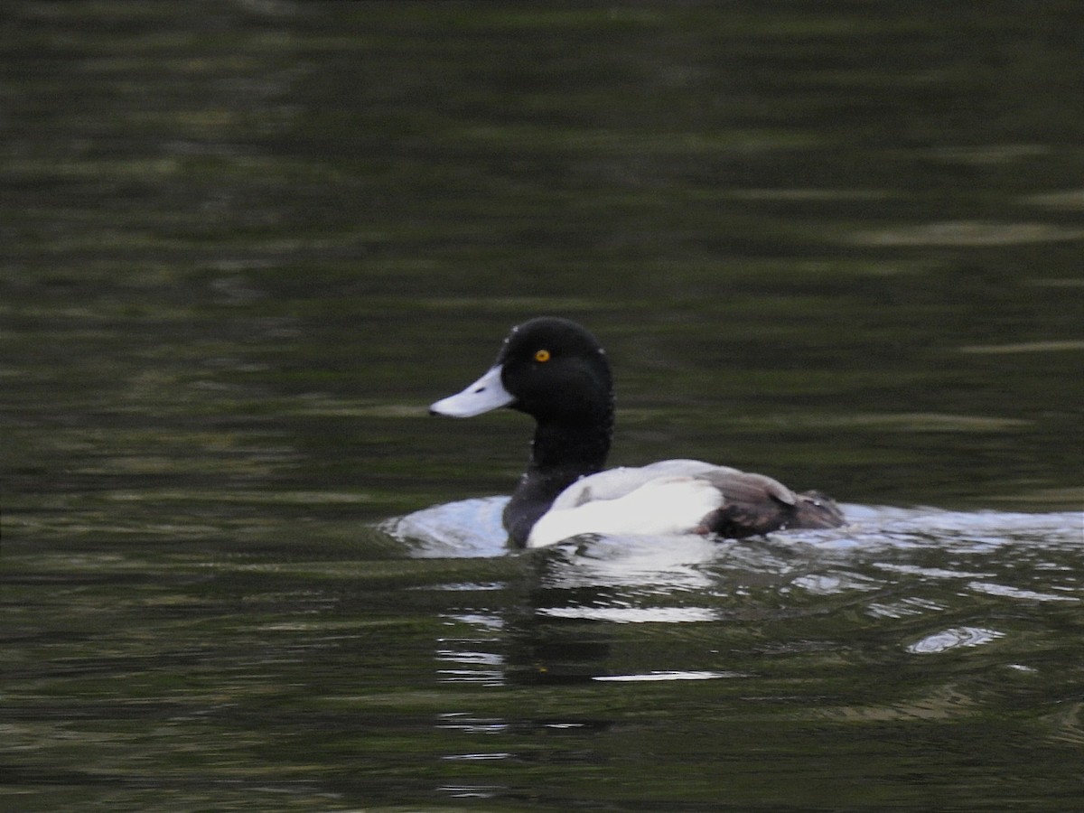 Greater Scaup - ML629238167