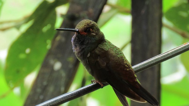 Rufous-gaped Hillstar - ML629238855