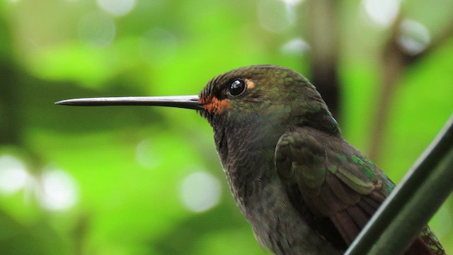 Rufous-gaped Hillstar - ML629238877