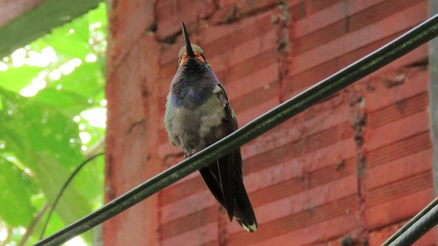 Rufous-gaped Hillstar - ML629238892