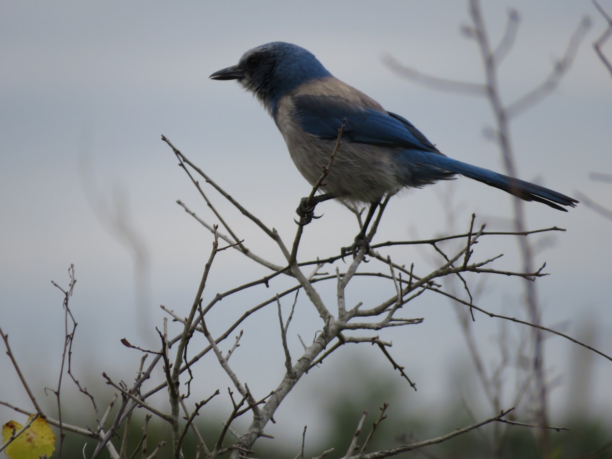 Florida Scrub-Jay - ML629239262
