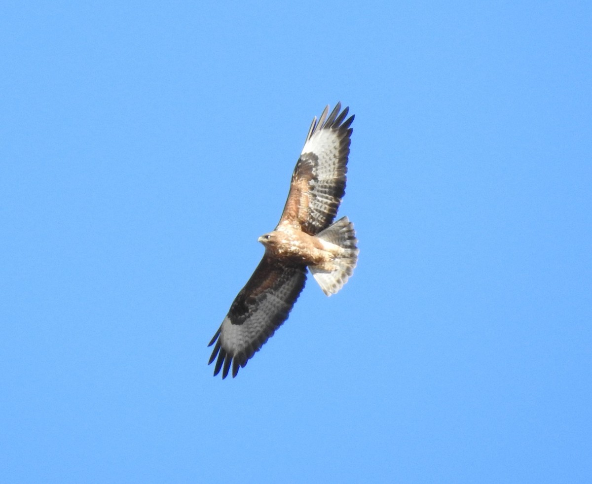 Common Buzzard - ML629239344