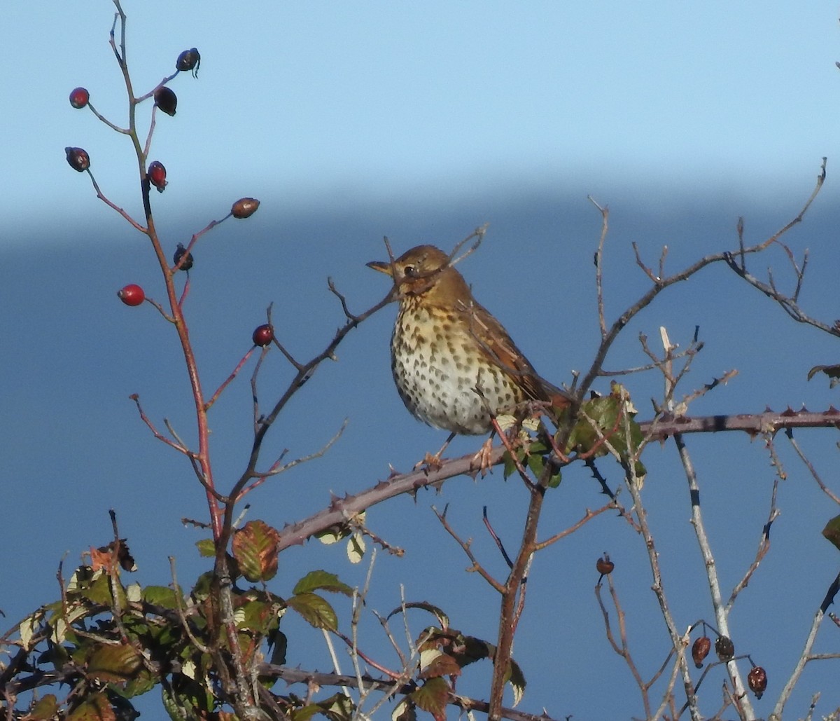 Song Thrush - ML629239451