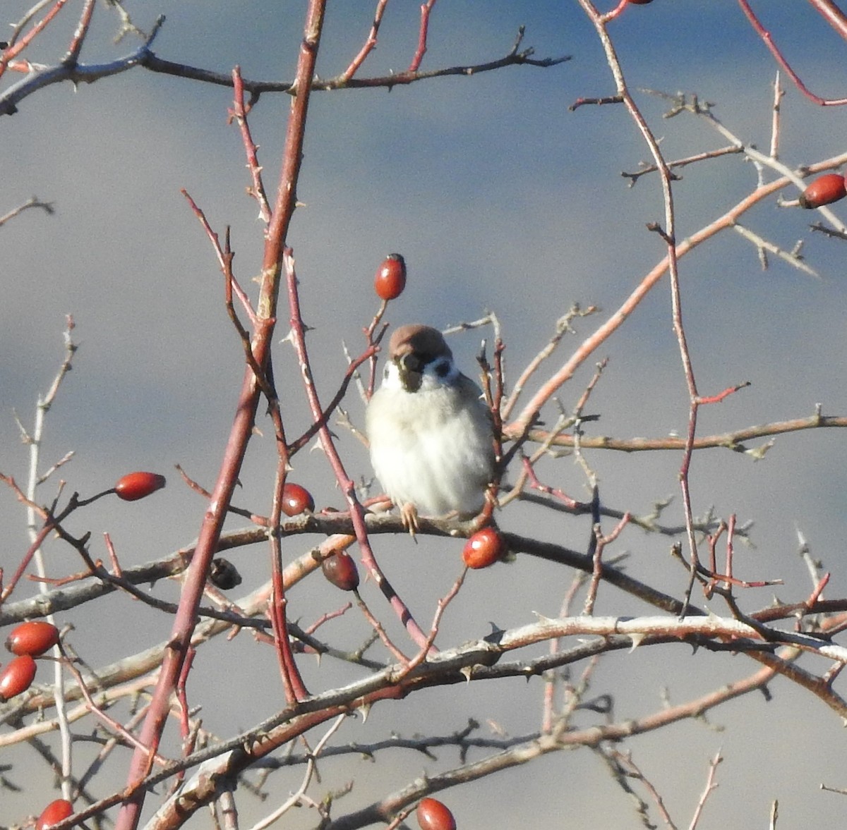 Eurasian Tree Sparrow - ML629239539