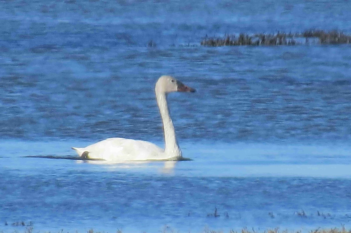 labuť malá - ML629239692