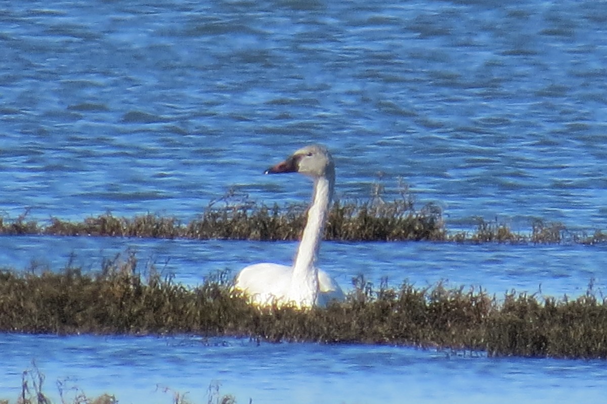 labuť malá - ML629239693