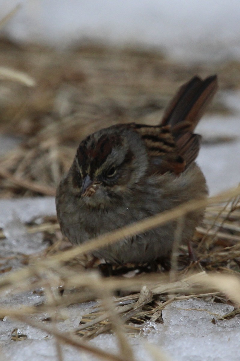 Swamp Sparrow - ML629239759