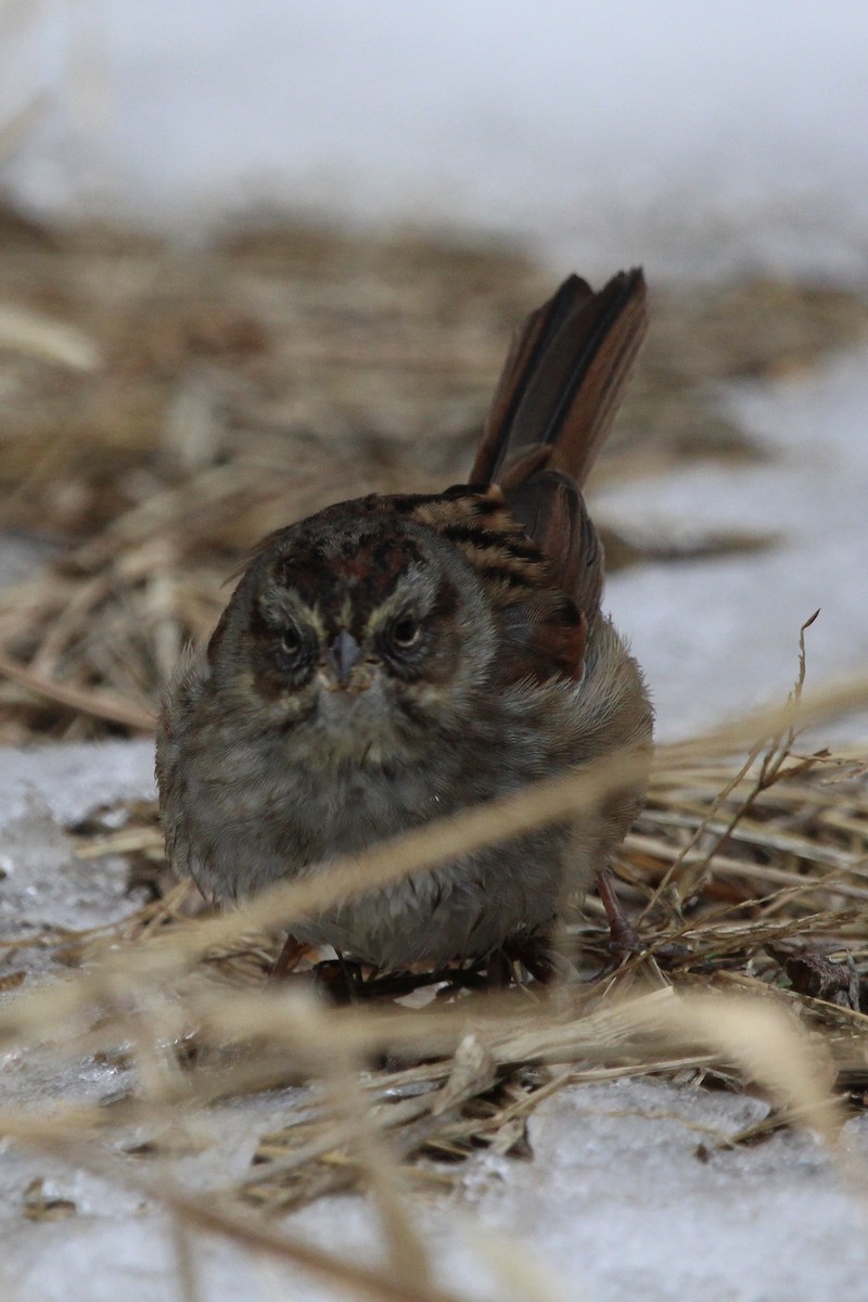 Swamp Sparrow - ML629239760