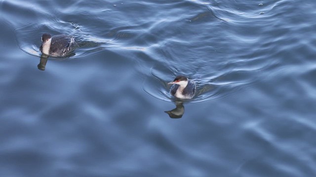Horned Grebe - ML629239821