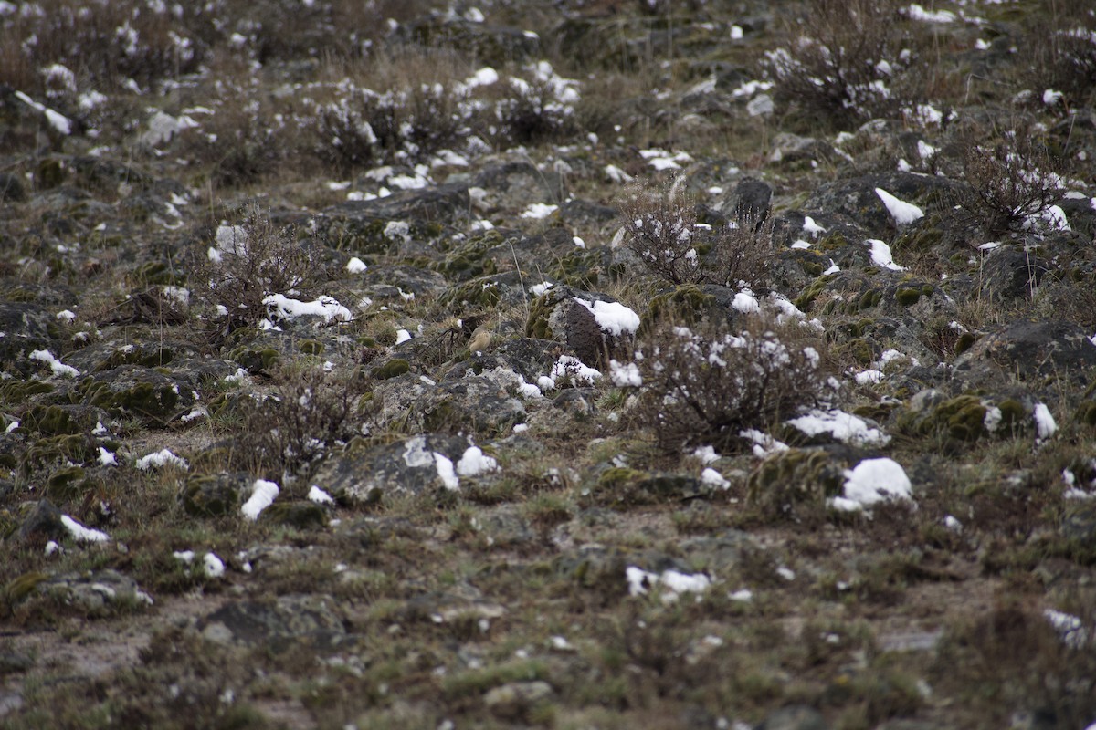 American Pipit - ML629239875