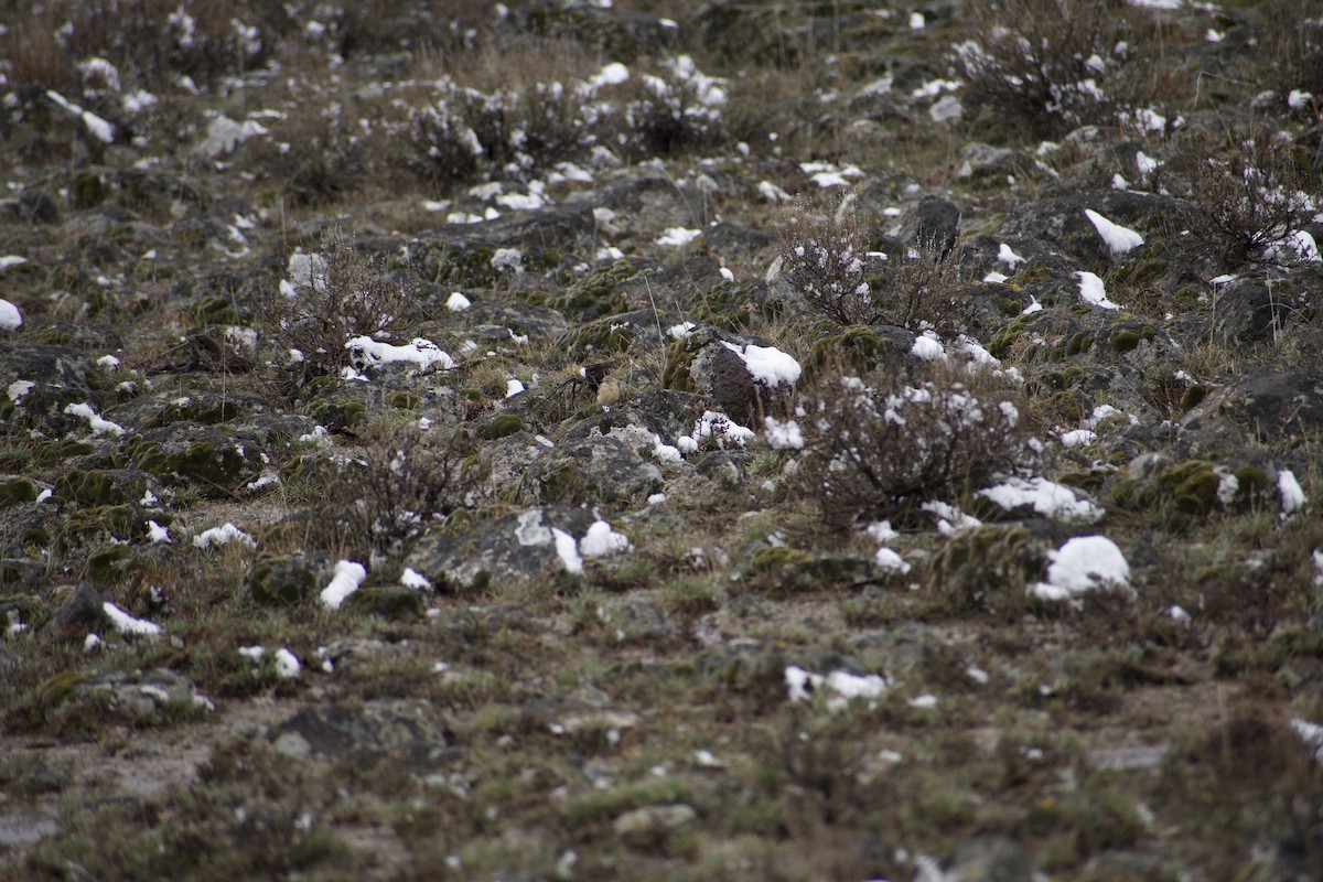 American Pipit - ML629239876