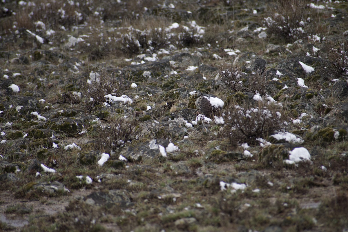 American Pipit - ML629239877