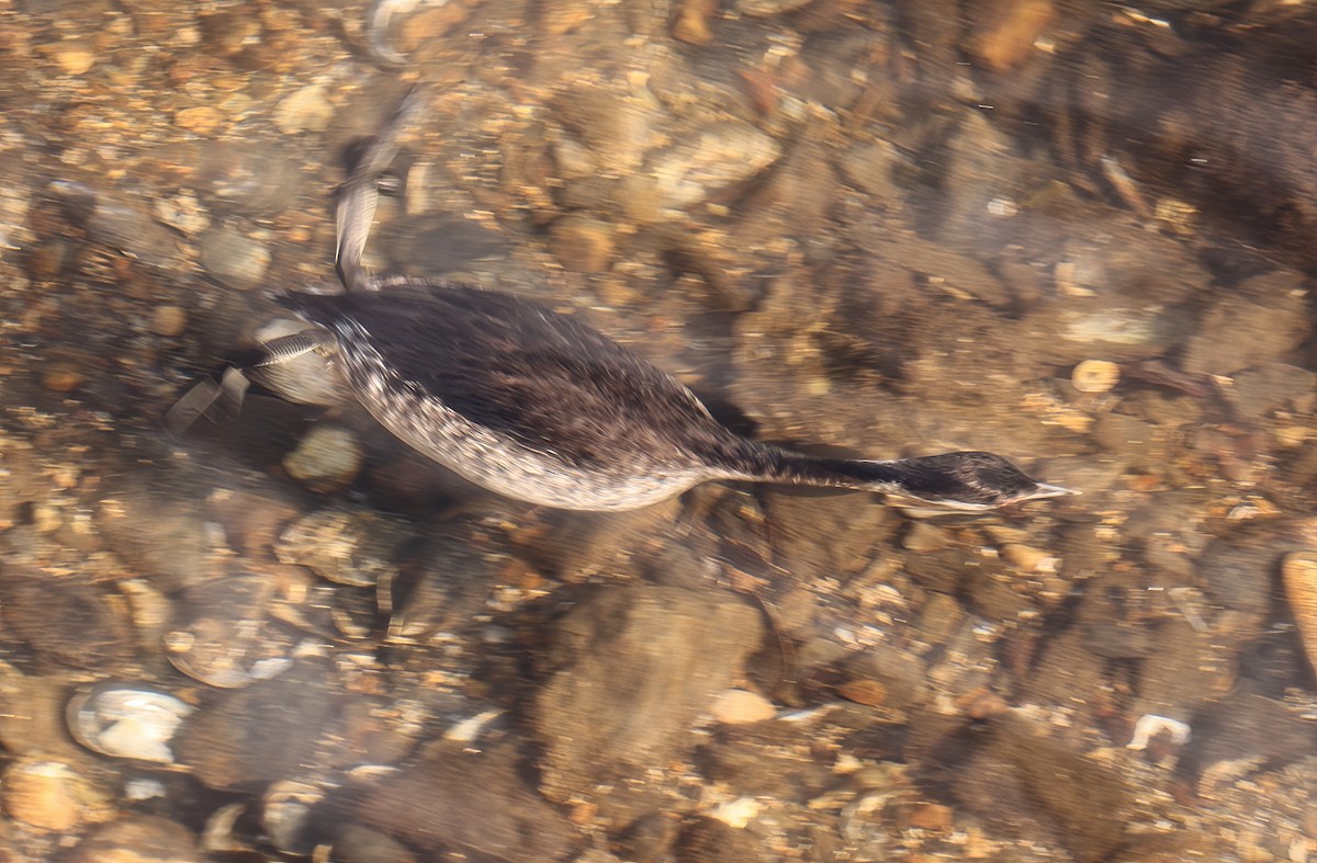 Horned Grebe - ML629239993
