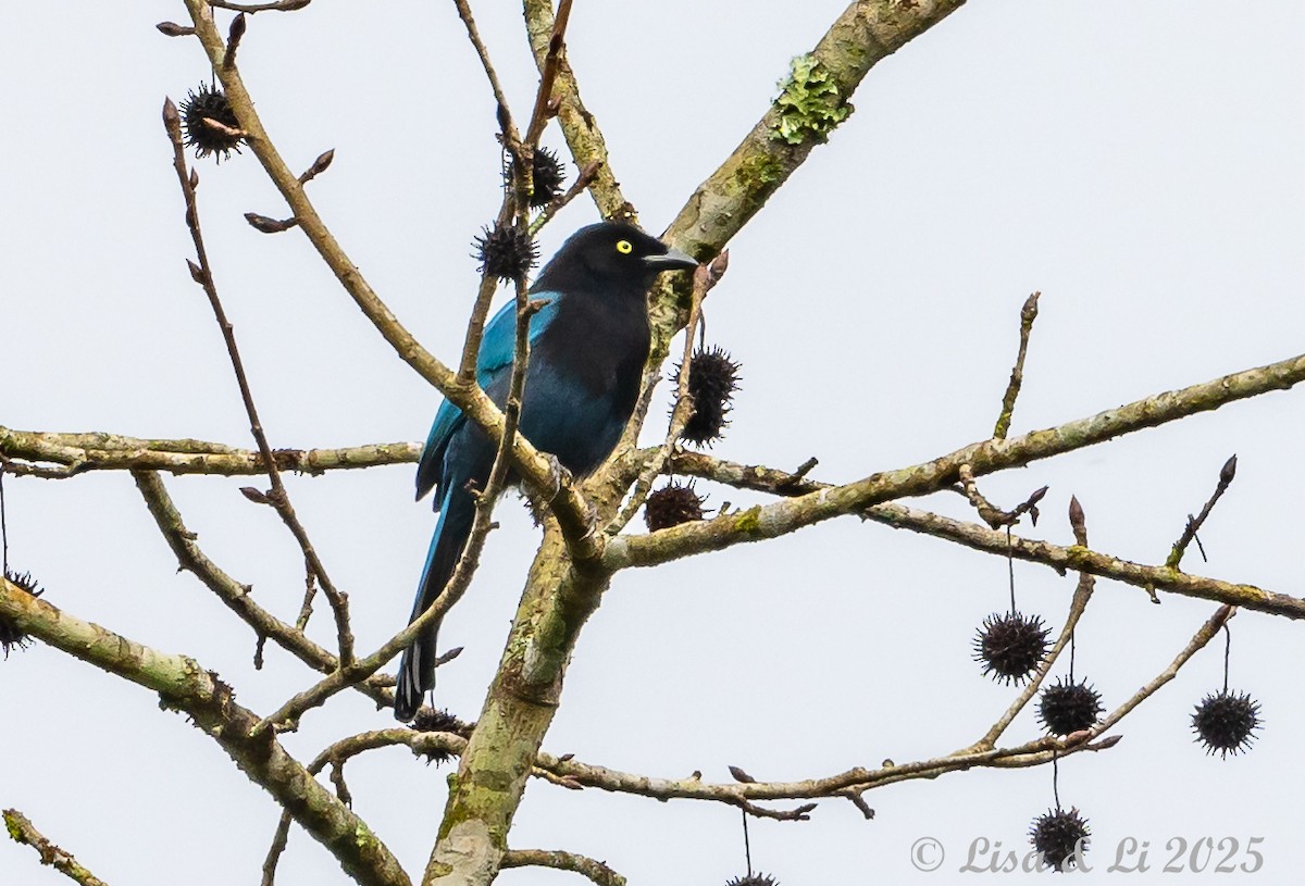 Bushy-crested Jay - ML629240064