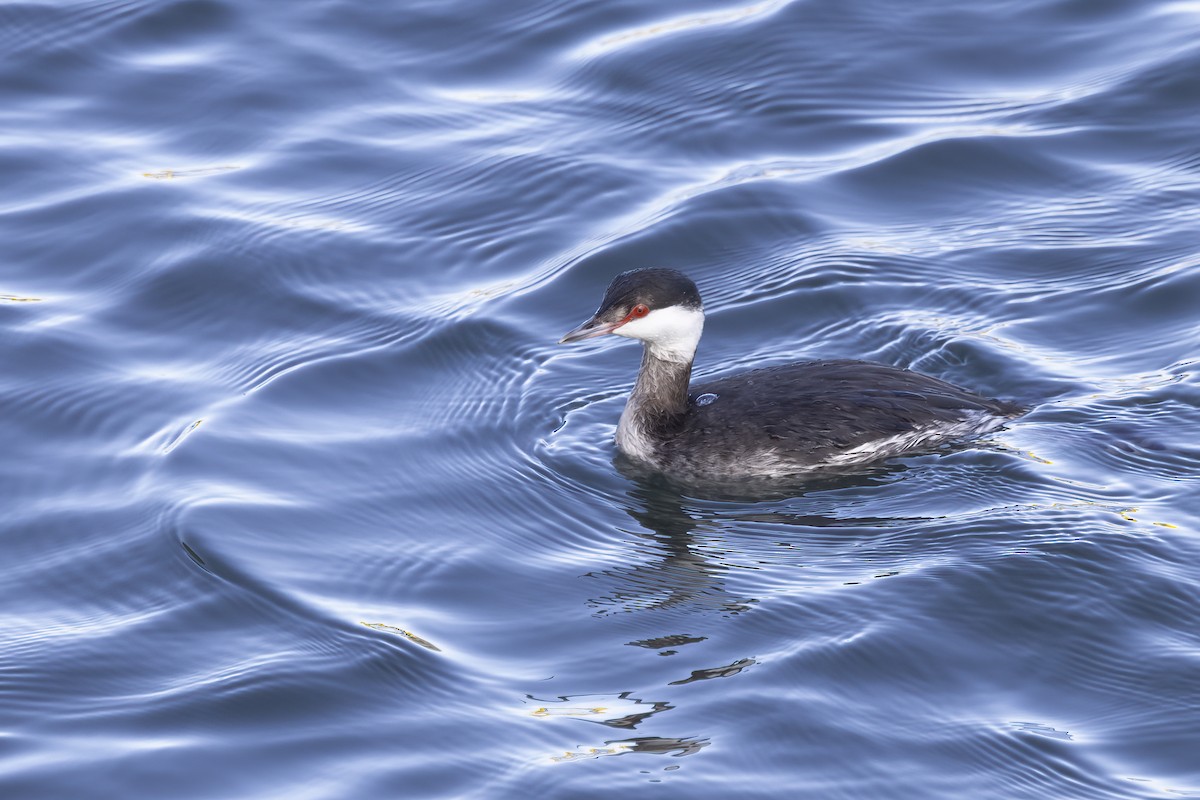 Horned Grebe - ML629240118