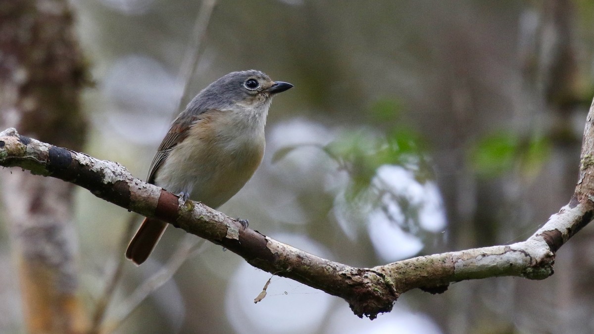 Red-tailed Vanga - ML629240231
