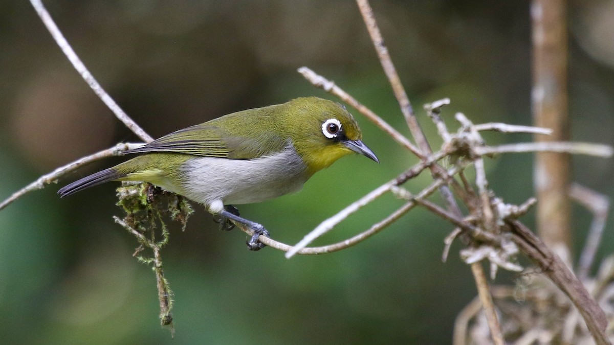 Malagasy White-eye - ML629240253
