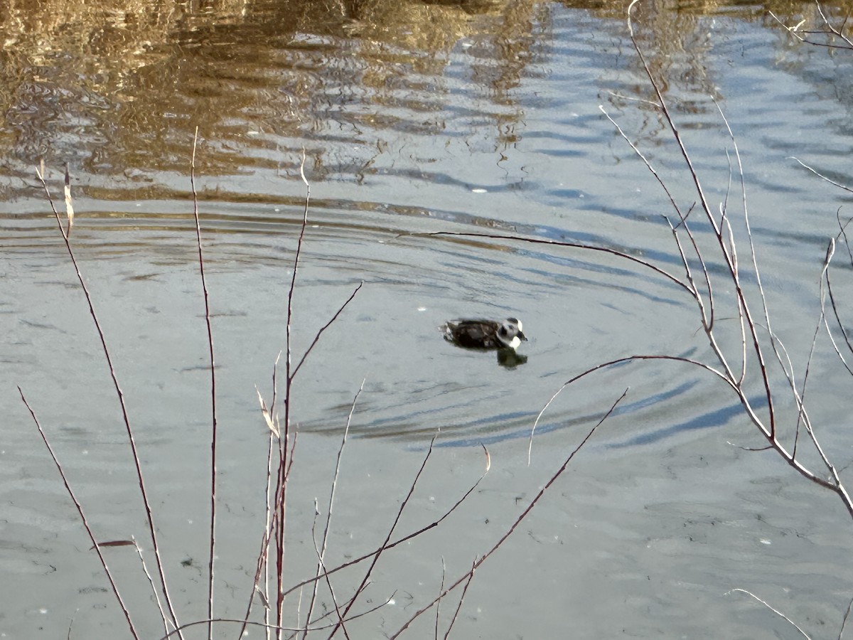 Long-tailed Duck - ML629240375