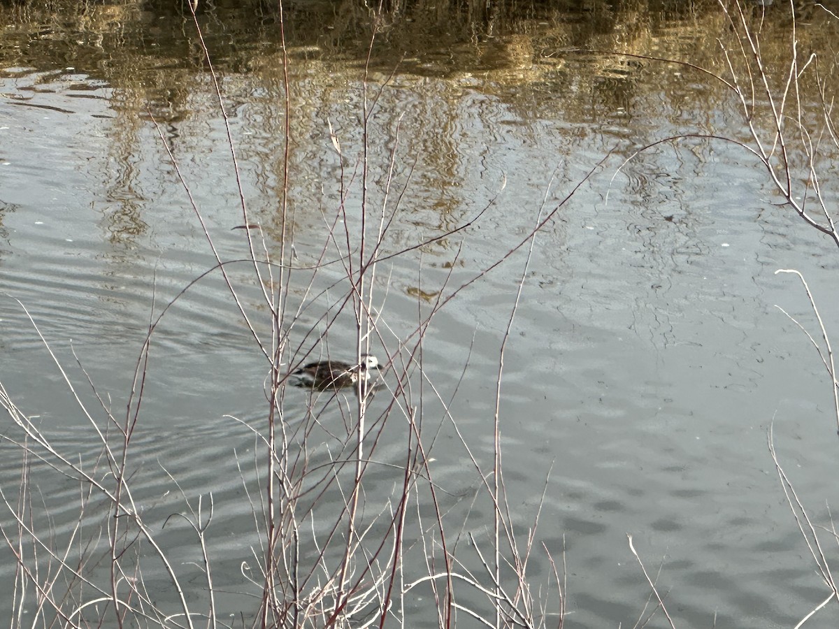 Long-tailed Duck - ML629240376