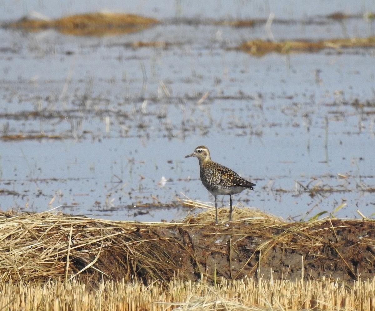 Pacific Golden-Plover - ML629240432