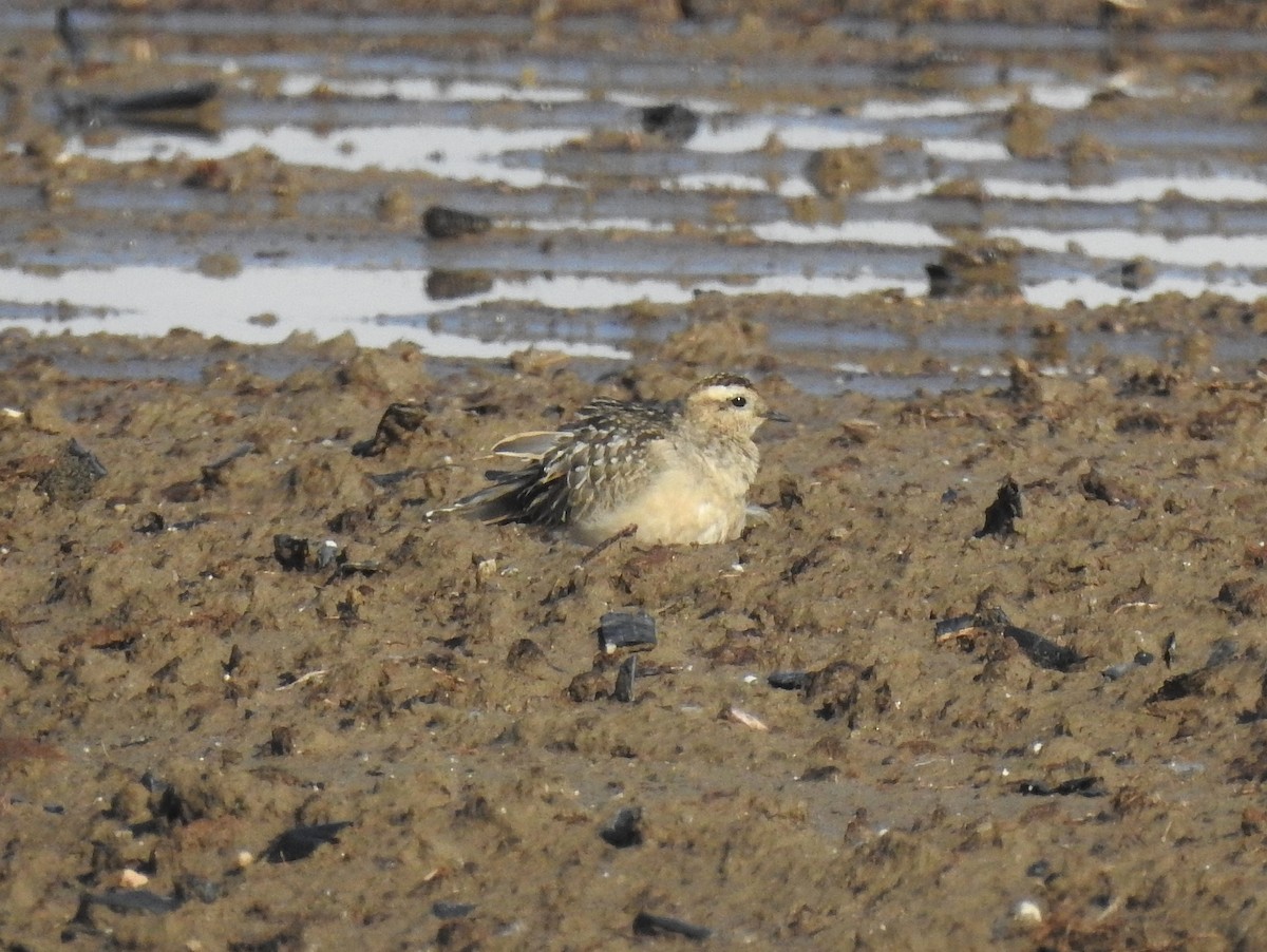 Eurasian Dotterel - ML629240444