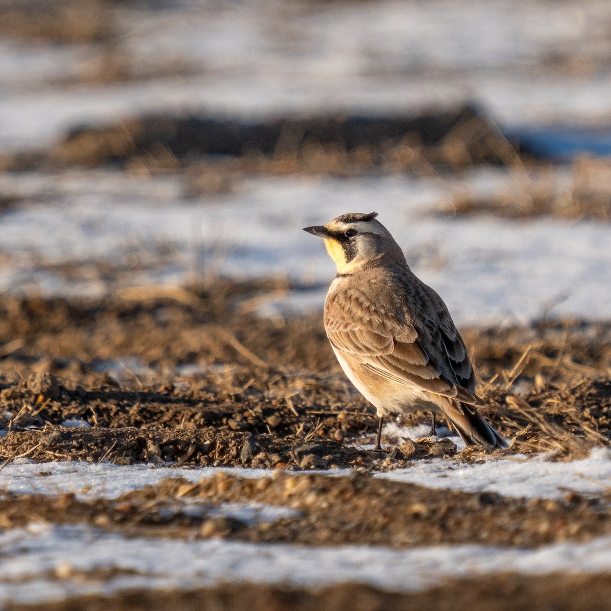 Horned Lark - ML629240704
