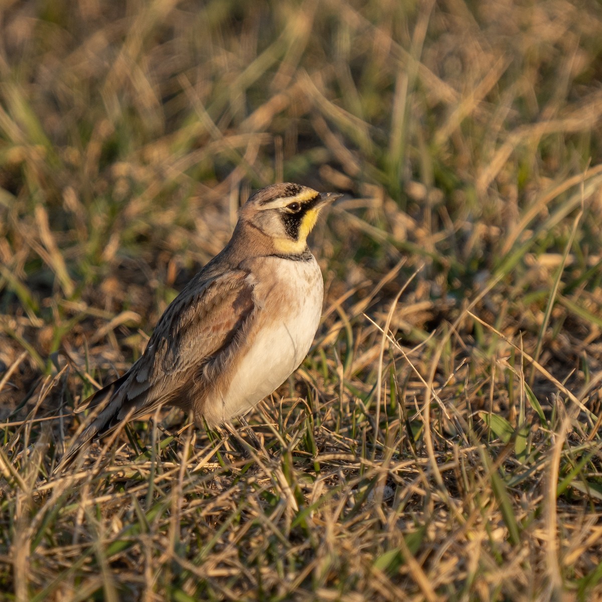 Horned Lark - ML629240705
