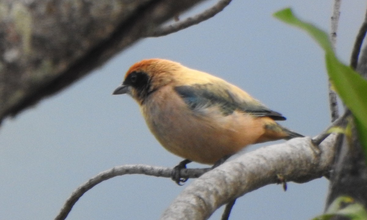 Burnished-buff Tanager - ML629240782