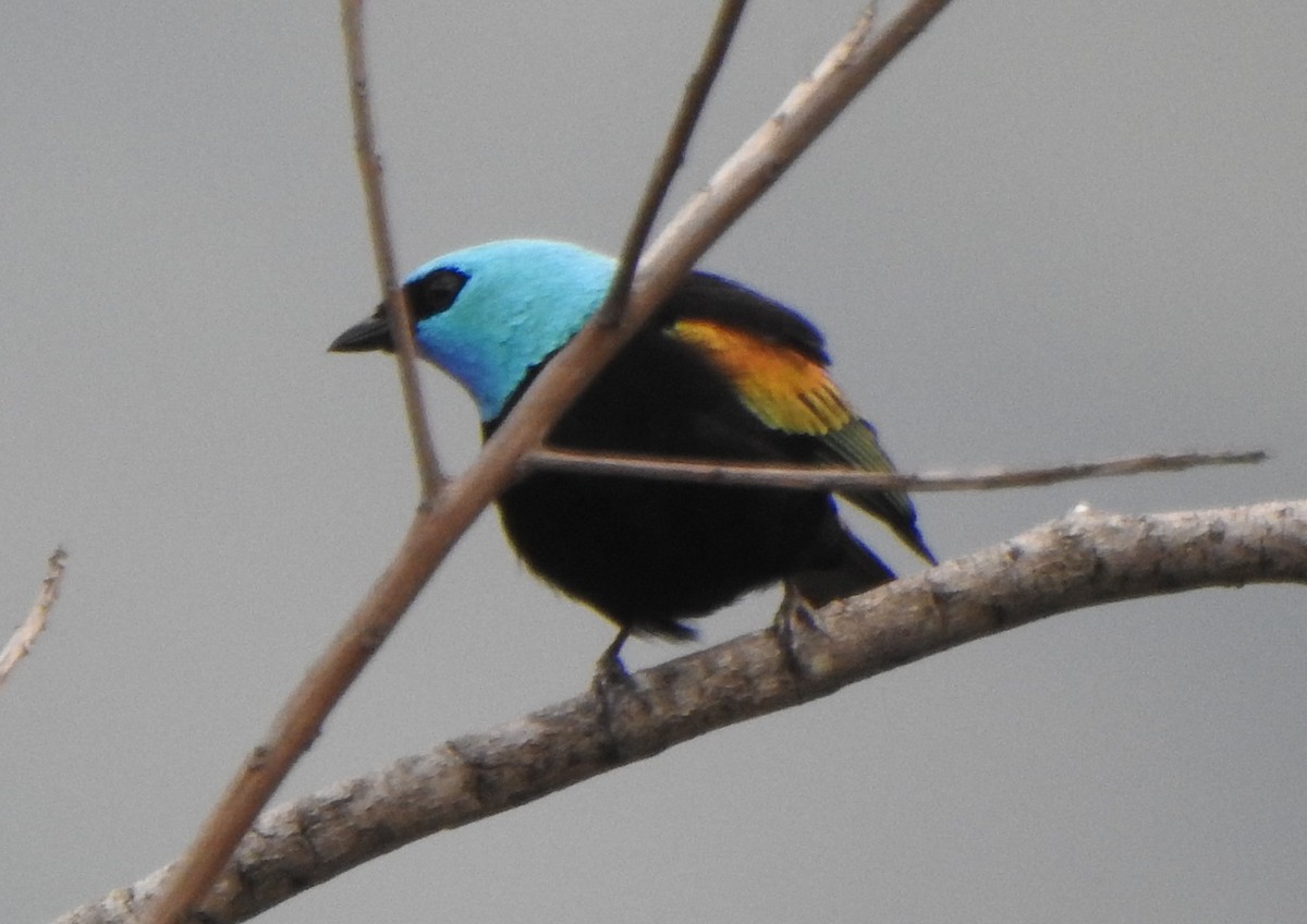 Blue-necked Tanager - ML629240793