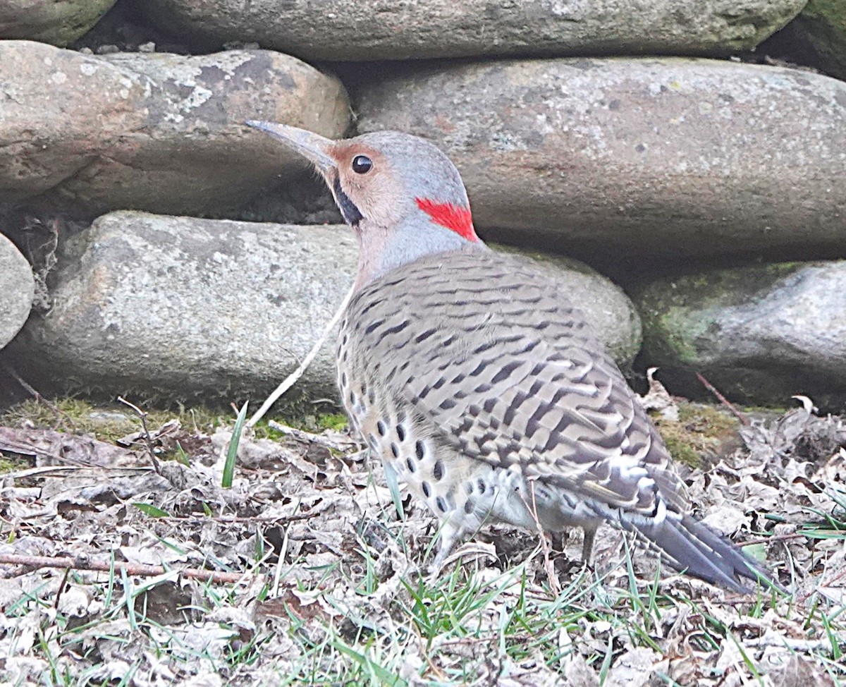 Northern Flicker - ML629241269
