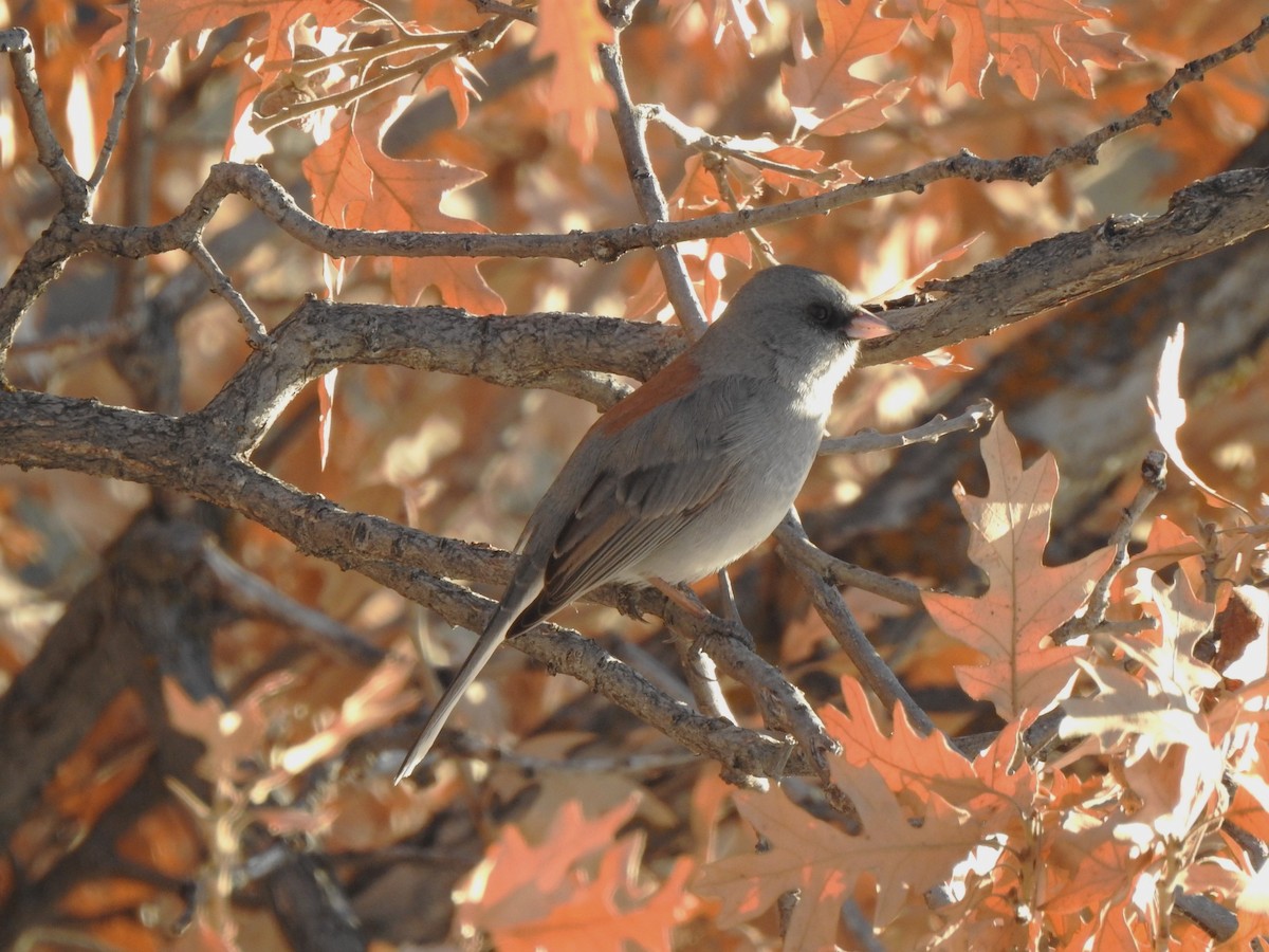 Dark-eyed Junco (Gray-headed) - ML629241442
