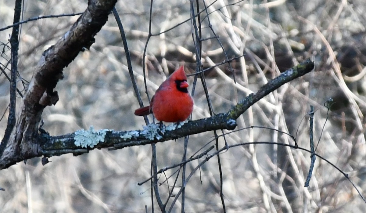 Kırmızı Kardinal - ML629241565